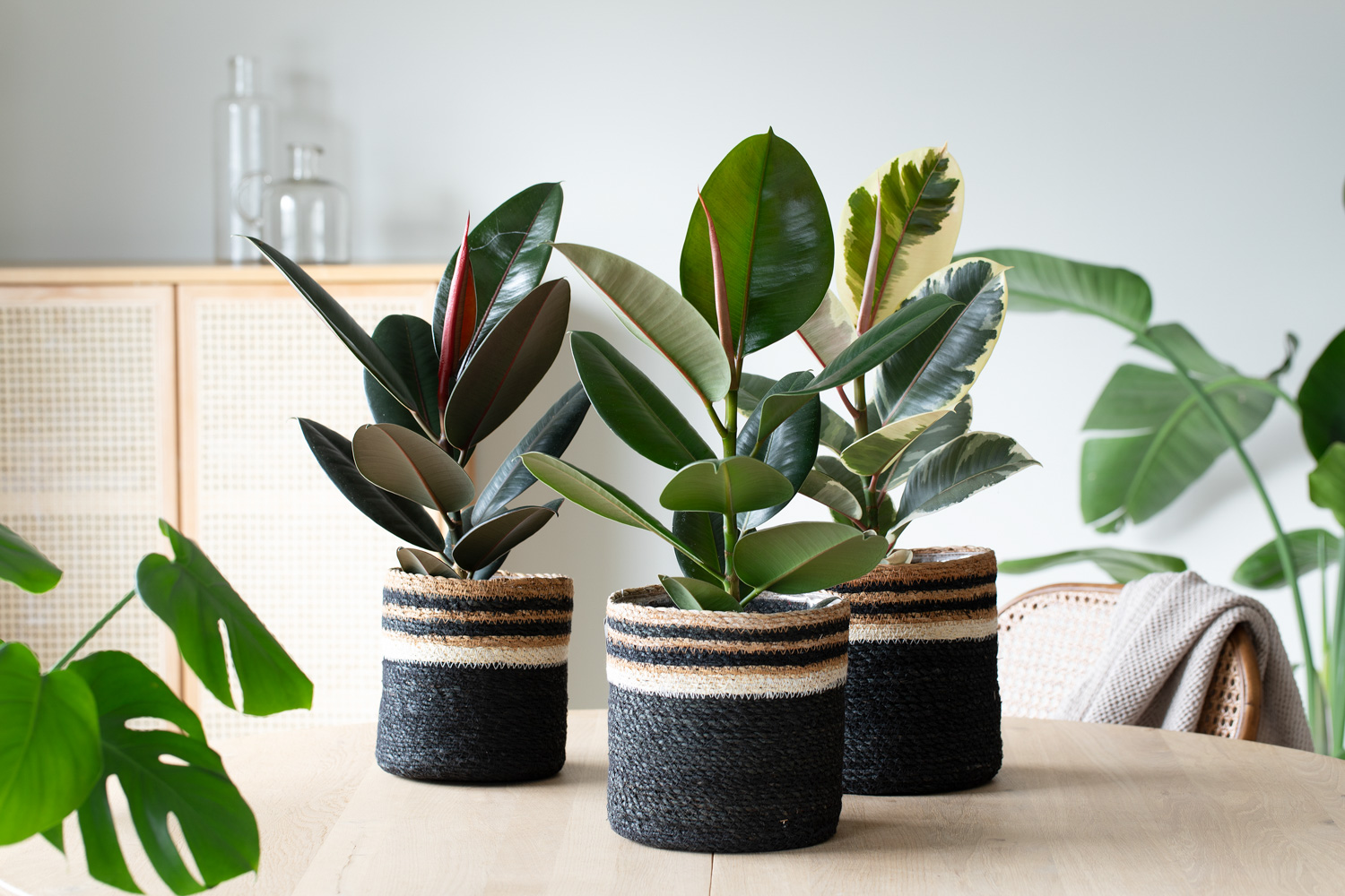 Gummifiken Ficus elastica